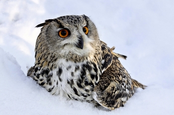 Owl / ***
