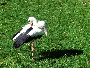 Bird / ***