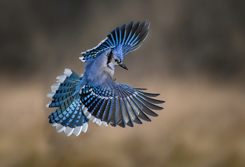 Blue jay / ***