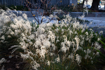 Grass / ...