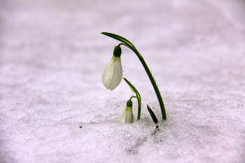 Real snowdrop / ***