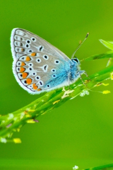 Beauty / ***