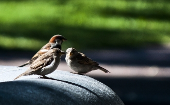Conversation. / ***