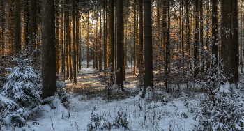 The sun in the winter forest / ***