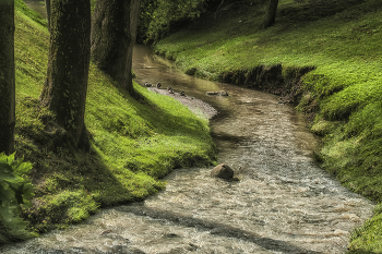 Forest stream / ***