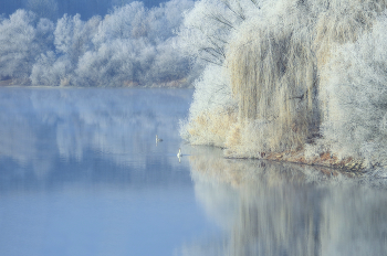 Swan Lake / ***