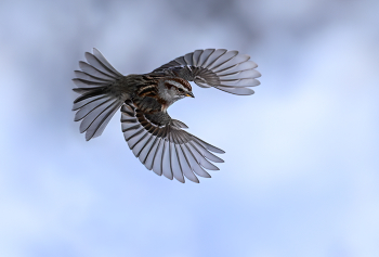 American Tree Sparrow / ***