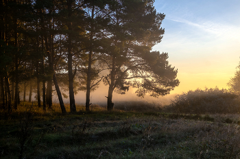 Morning in the forest. / ***