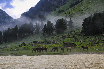 Morning in the mountains / ***