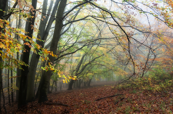 Autumn forest / ...