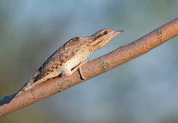 Wryneck / .....