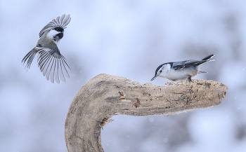 White-breasted nuthatch vs. Black-capped chickadee / ***