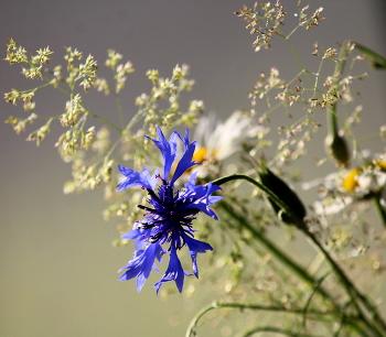 Wildflowers / ***