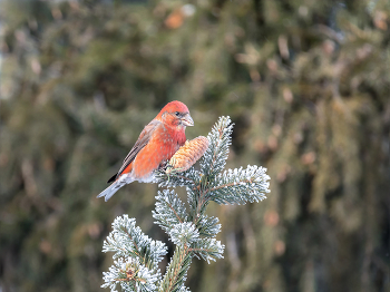 Crossbill / ***