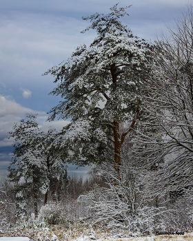 Pines / ***