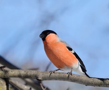 Bullfinch / ***