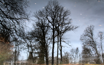 Reflection / ***
