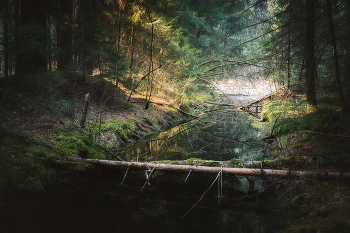 In the April woods / ***