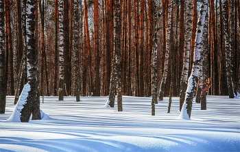 Winter road / ***