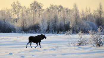Frosty / ***