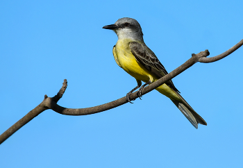 Cassin's kingbird (Tyrannus vociferans) / ***