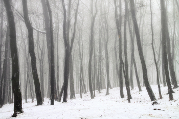 The December thaw / ***