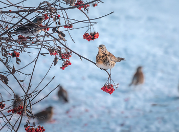 Thrush Fieldfare / ***