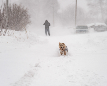 Snowstorm / ***