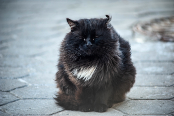 &nbsp; / Nikon D 700 +Vivitar 75-205