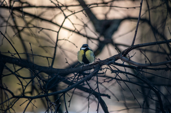 Titmouse / Nikon D 700 Vivitar 75-205