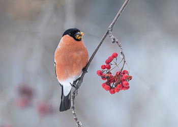 Bullfinch / .....