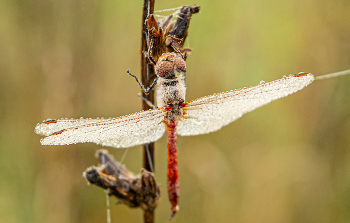 Morning on the shore / ***