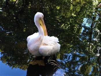 Pelican / ***