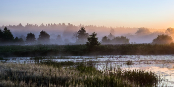 Summer morning. / ***