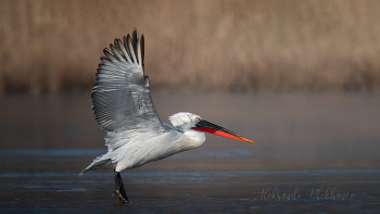 separation point / ***