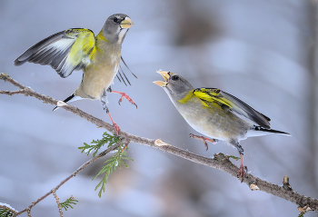 Evening grosbeak (female) / Evening grosbeak (female)