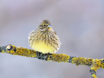 Yellow Wagtail / .....