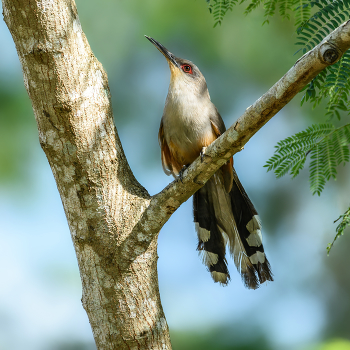Hispaniolan Lizard-Cuckoo / Hispaniolan Lizard-Cuckoo