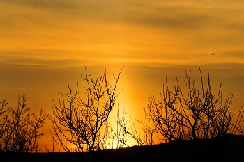 Sunrise / ***