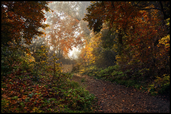 in the autumn forest / ***