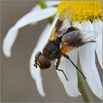 Autumn. October. / ***
