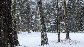 Snowfall / ***