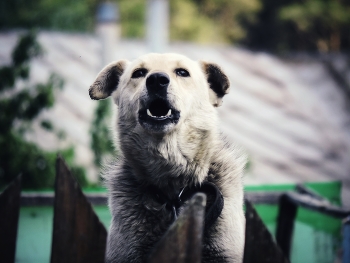 Vicious dog / ***