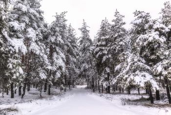 Road in winter. / ...