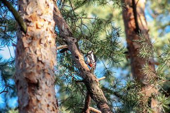 Woodpecker / ***