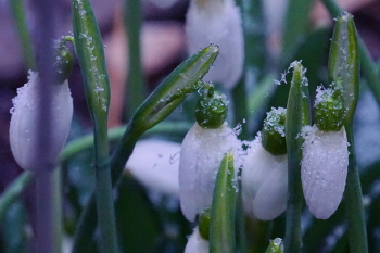 Snowdrops / ***