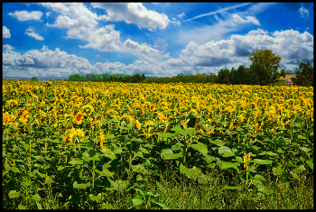 Sunflowers / ***