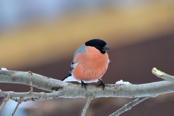 Bullfinch / ***