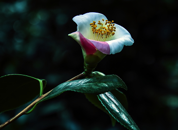 Camellia / ***
