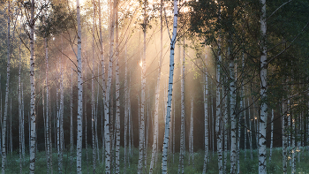 Birch Grove / ***